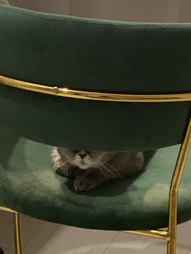 Стул на металлокаркасе Kamelia green / gold фото покупателя 68