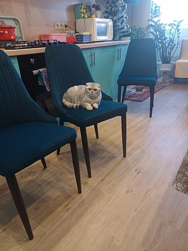 Стул на металлокаркасе Kora black / gray фото покупателя 398