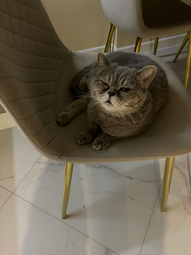 Стул на металлокаркасе Dabl 01 champagne / gold фото покупателя 157