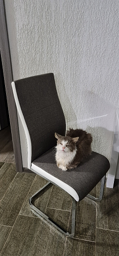 Стул Loan светло-серый фото покупателя 1