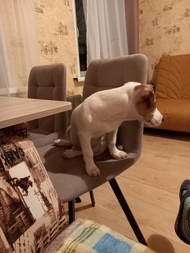 Стул на металлокаркасе Чилли бирюзовый / черный фото покупателя 1097