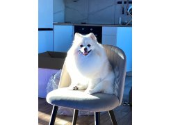 Стул на металлокаркасе Gabi blue / black фото покупателя 20