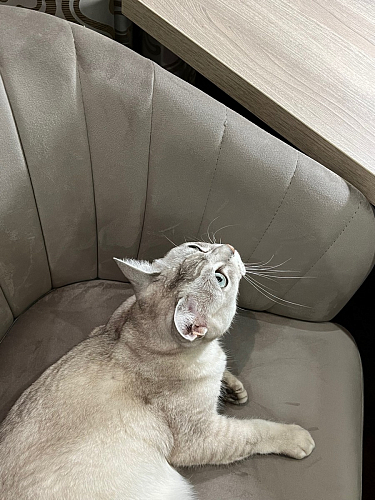 Компьютерное кресло Тибо сиреневый фото покупателя 150