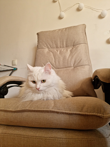 Компьютерное кресло Rapid бежевое фото покупателя 34