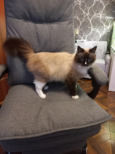 Компьютерное кресло Rapid голубое фото покупателя 8