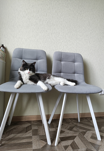 Стул на металлокаркасе Чилли К темно-серый (velutto 32) / черный фото покупателя 447