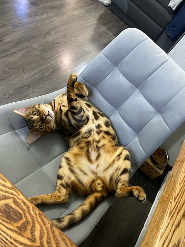 Стул на металлокаркасе Челси К крутящийся бирюзовый / черный фото покупателя 6