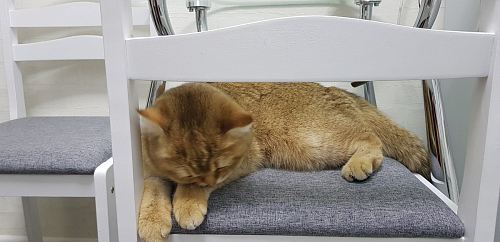 Стул деревянный Camel white / light grey фото покупателя 14