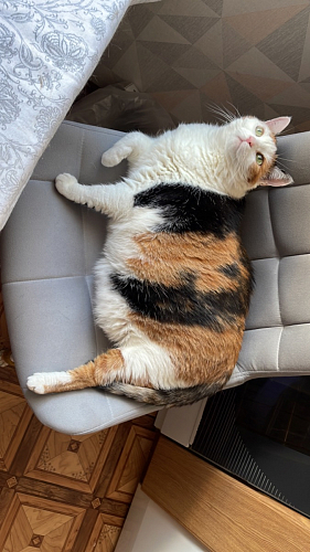 Стул на металлокаркасе Челси бежевый / белый каркас фото покупателя 17