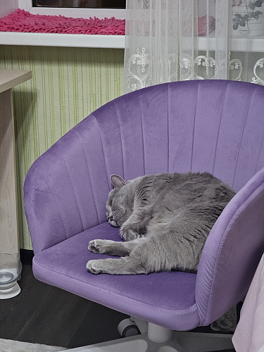 Компьютерное кресло Тибо confetti chocolate / белый фото покупателя 155