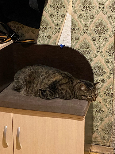 Обувница Аврора дуб млечный / венге фото покупателя 20