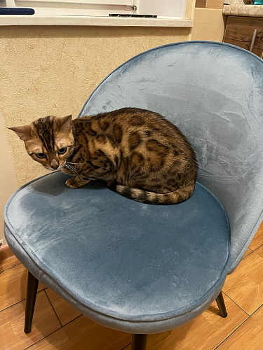 Стул на металлокаркасе Dodo khaki фото покупателя 12