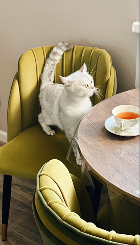 Стул на металлокаркасе Orly khaki / green фото покупателя 11