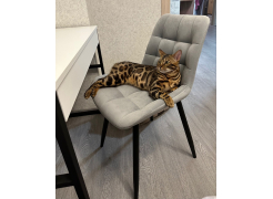 Стул на металлокаркасе Челси латте / черный фото покупателя 39