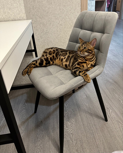 Стул на металлокаркасе Челси бежевый / черный фото покупателя 38