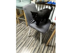 Стул на металлокаркасе Вейв светло-серый (hl 63) / 10К черный каркас фото покупателя 289