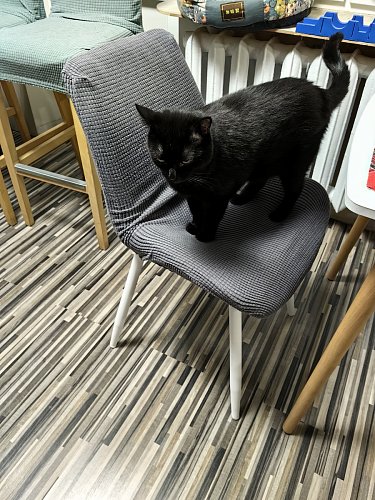 Стул на металлокаркасе Седа К латте / черный фото покупателя 289