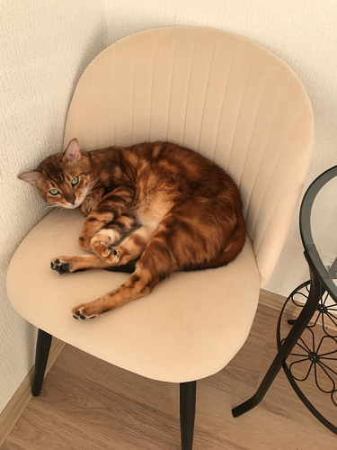 Стул на металлокаркасе Gabi 1 light purple / black / gold фото покупателя 26