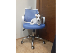 Компьютерное кресло Ergoplus light gray / white фото покупателя 1