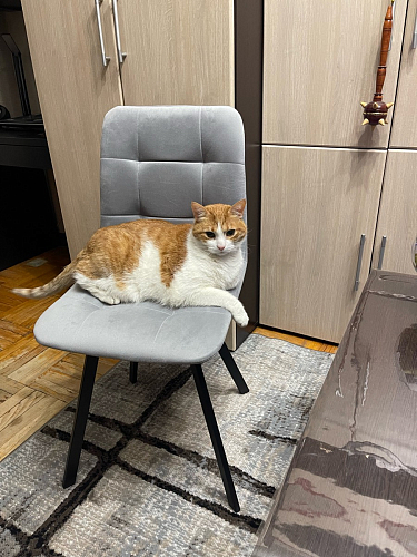 Стул на металлокаркасе Чилли синяя ткань / белый фото покупателя 67