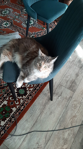 Стул Kora gray фото покупателя 29