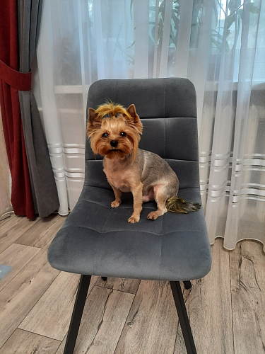 Стул на металлокаркасе Чилли бежевый / белый каркас фото покупателя 731