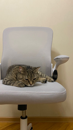 Компьютерное кресло Konfi light gray / blue / white фото покупателя 232