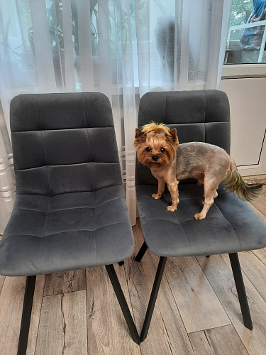 Стул на металлокаркасе Чилли К светло-серый велюр / черный каркас фото покупателя 726