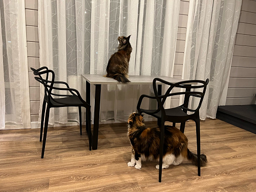 Деревянный стол Лота Лофт 140х80 черный матовый / бетон светлый фото покупателя 588