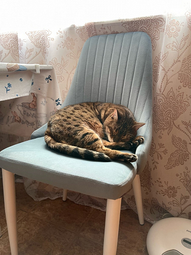 Стул на металлокаркасе Kora white / gray фото покупателя 267