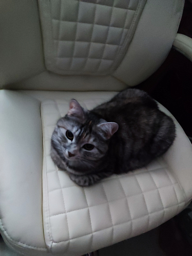 Компьютерное кресло Herd темно-бежевое фото покупателя 137