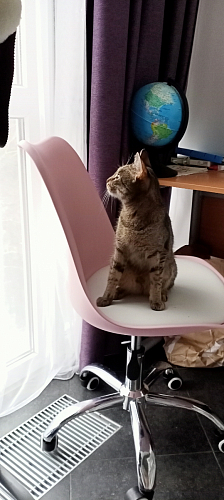 Компьютерное кресло Kolin white фото покупателя 5