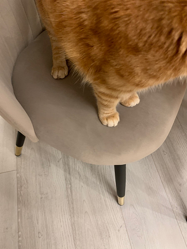 Стул на металлокаркасе Gabi dark beige / black / silver фото покупателя 670