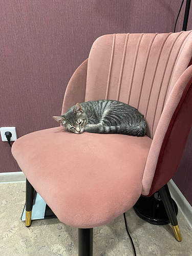 Стул на металлокаркасе Orly khaki / green фото покупателя 2