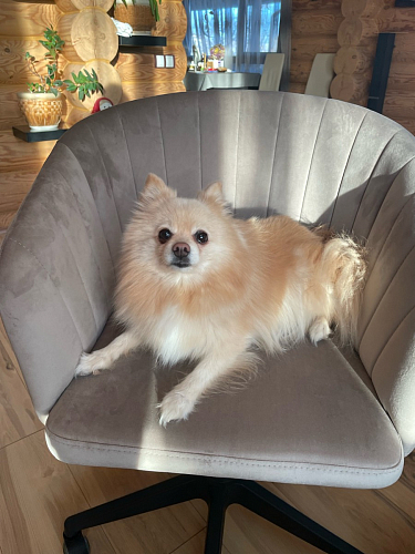 Компьютерное кресло Тибо confetti chocolate / белый фото покупателя 128